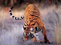 pic for tiger real1